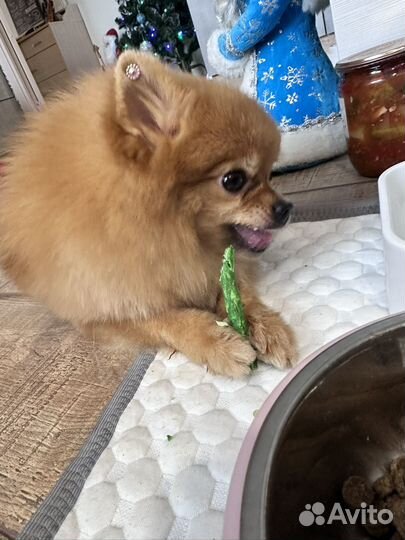 Померанский шпиц