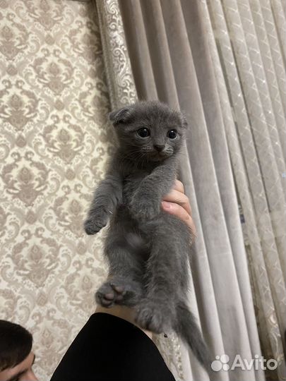 Кошки в добрые руки