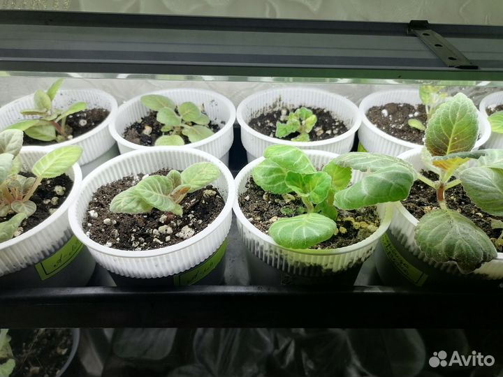 Детки глоксинии