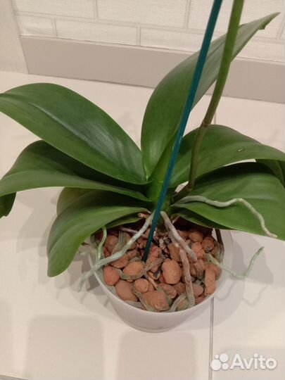 Орхидея фаленопсис