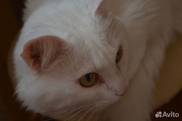 Отдадим кота