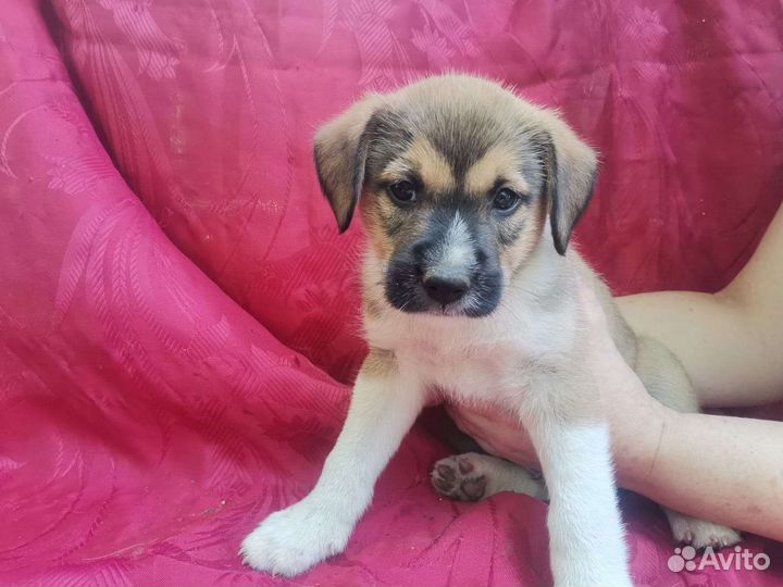 Интересный щенок мальчик в добрые руки