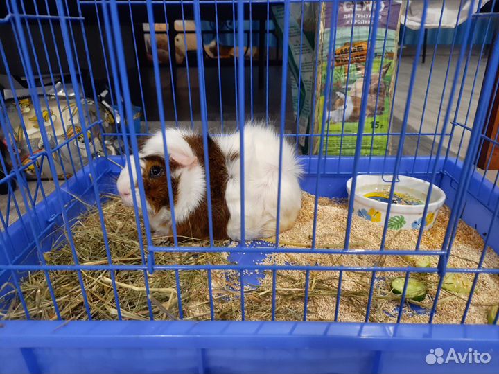 Морские свинки