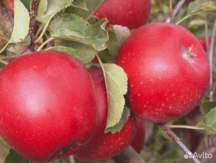 Саженцы яблони Альва