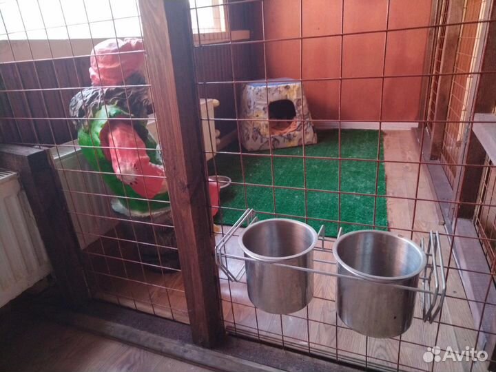 Зоопередержка и зоотакси