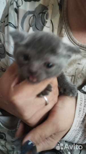 Отдадим котят в добрые руки