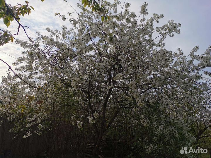 Вишня и слива саженцы