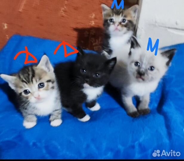 Котята только в добрые руки