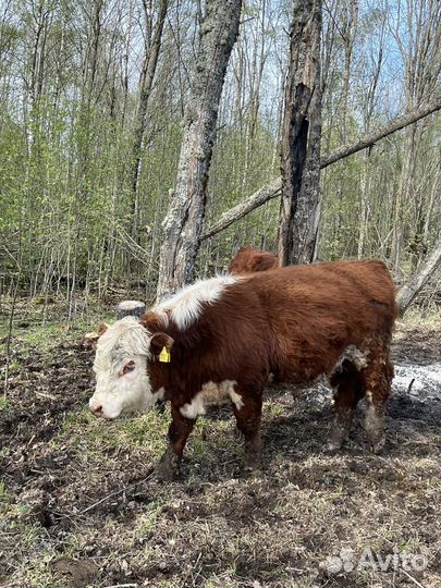 Быки герефорды на племя