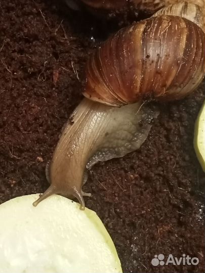 Улитки ахатины