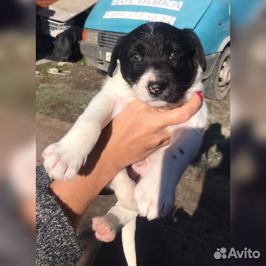 Собака в добрые руки отдам бесплатно