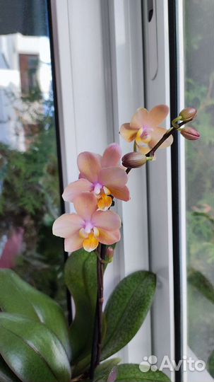 Орхидея фаленопсис