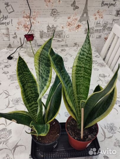 Комнатные растения цветы