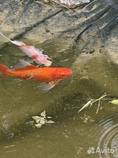 Карась комета