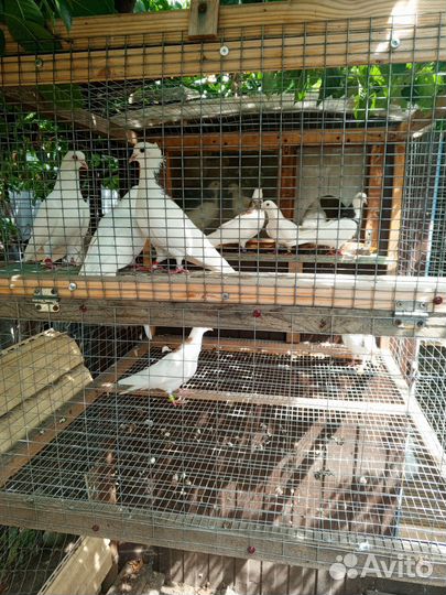 Голуби гривуны