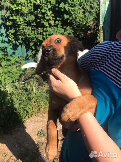 Собака в добрые руки