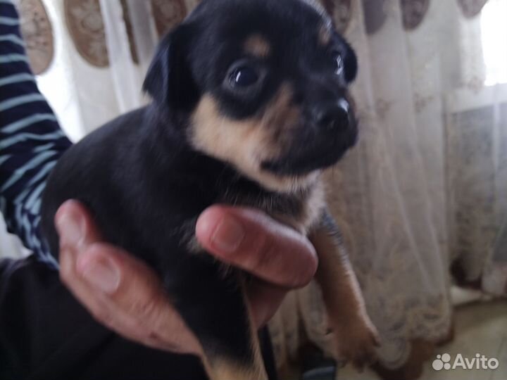 Собаки чихуахуа щенок