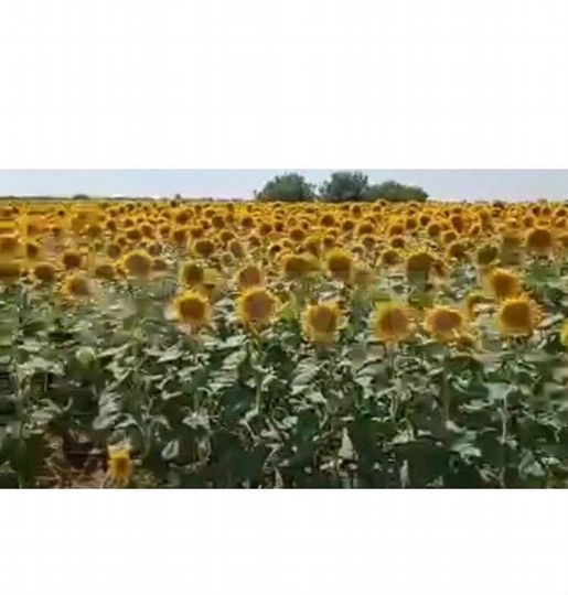 Участок 100 га (СНТ, ДНП)