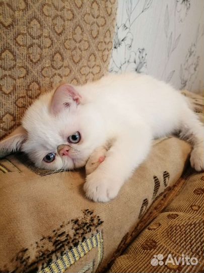 Котята экзоты