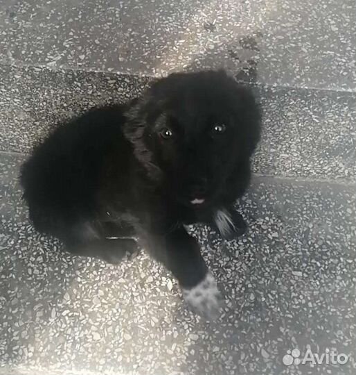 Собака в добрые руки щенок (девочка)