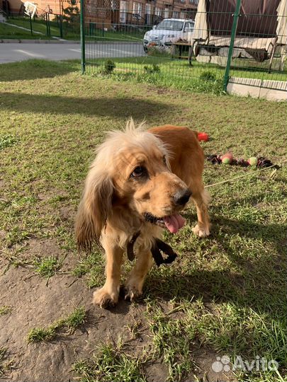 Кокер спаниель