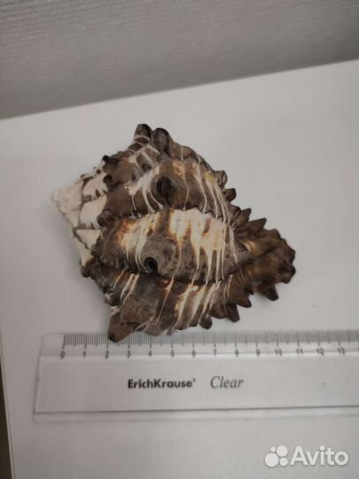 Ракушки и морская звезда