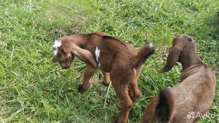 Процентный козлик