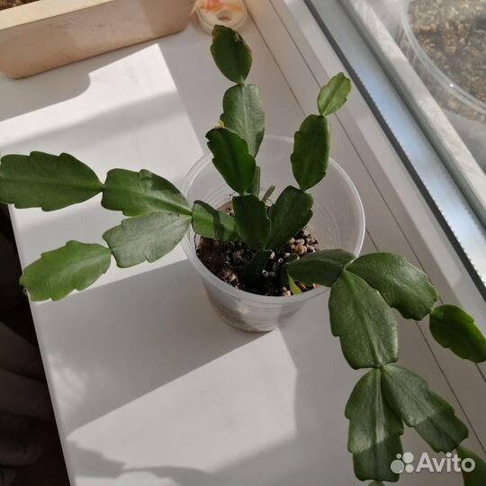 Декабрист шлюмбергера