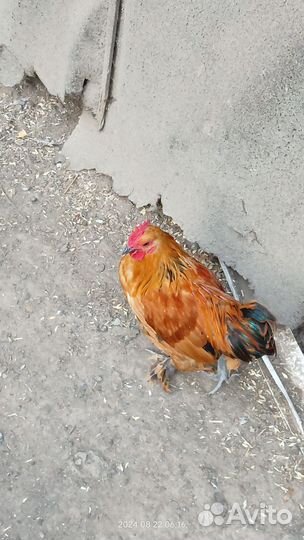 Карликовый кохинхин