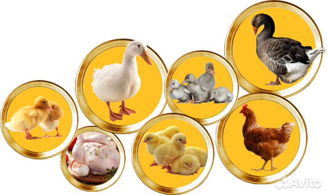 С/х птица