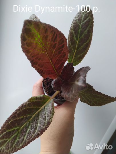 Эписции разные