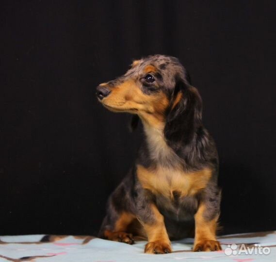 Золотой Родник Сак - Элга