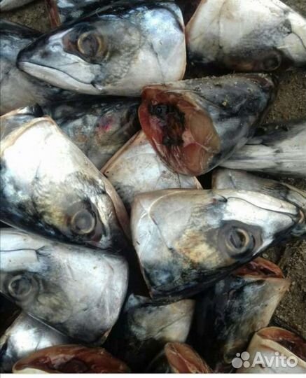 Рыбные головы