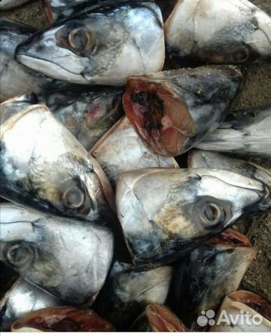 Рыбные головы