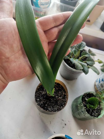 Домашние цветы