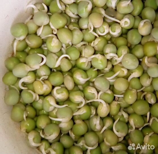 Проростки овёс горошек мадрас