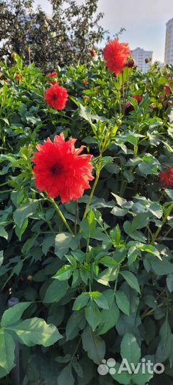 Георгины клубни