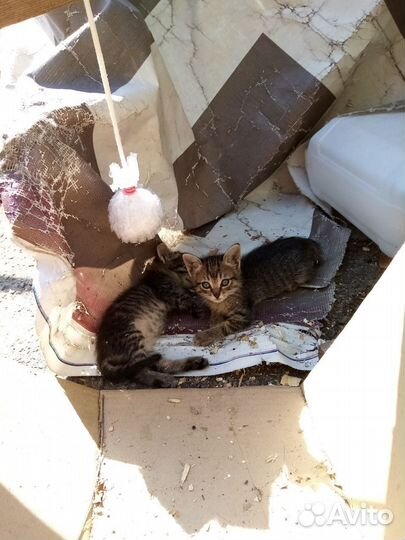 Котята в добрые руки бесплатно