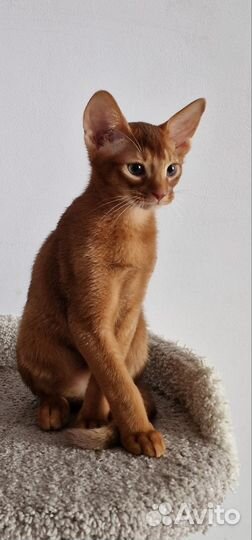 Абисинский котенок