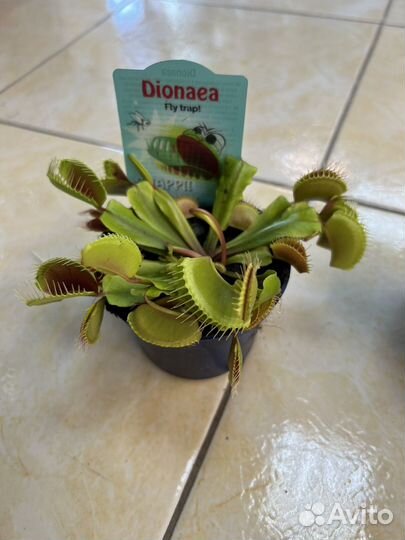 Венерина мухоловка Дионея