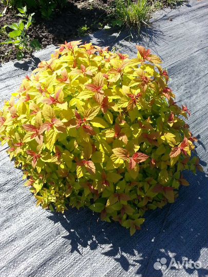 Спиреи яркие для бордюров и композиций