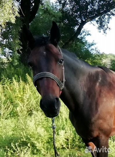 Лошадь кобылы