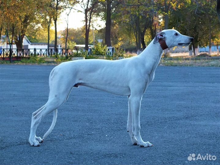 Щенок грейхаунда