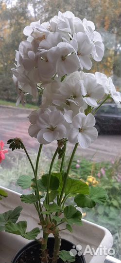 Герань пеларгония белая