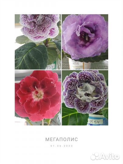 Глоксиния сортовая