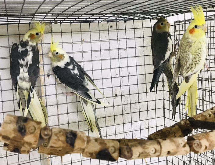 Попугай Корелла