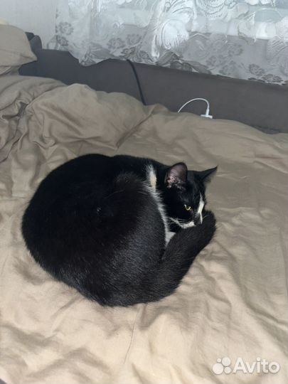 Котик в добрые руки