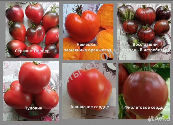 Семена коллекционных томатов