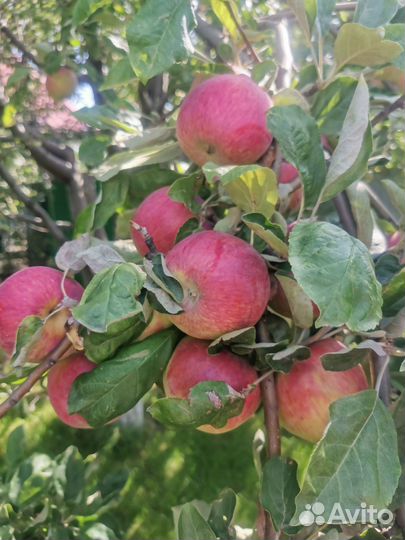 Яблоки домашние сочные