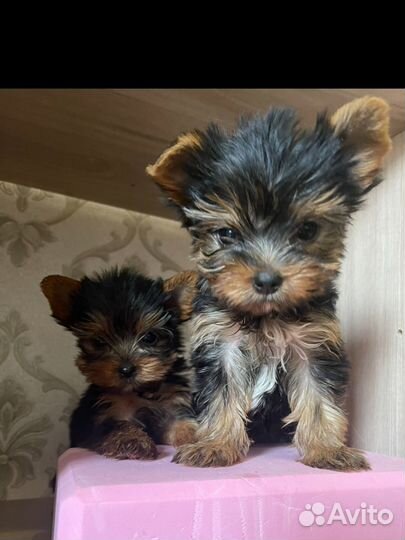 Мини мальчик